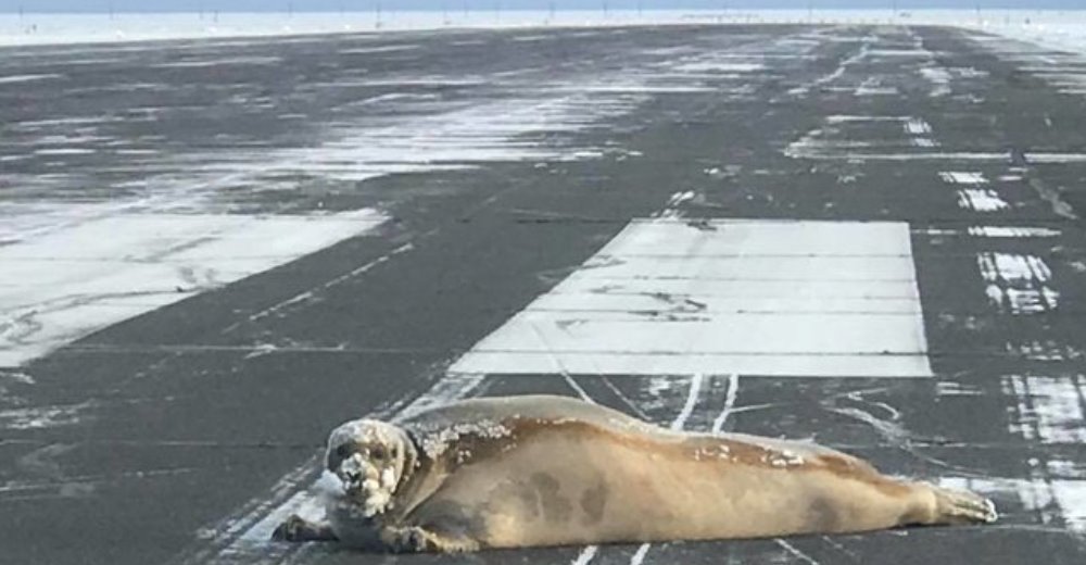 Un sello de 200 kilos decidió terminar su viaje en la pista del aeropuerto y hacer una siesta Un sello de 200 kilos decidió terminar su viaje en la pista del aeropuerto y hacer una siesta
