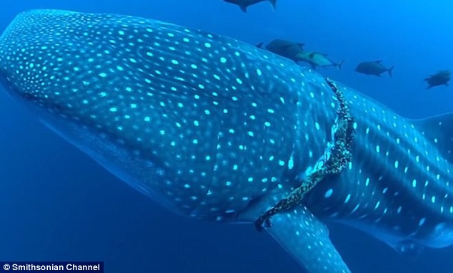 equipo de buzos encuentran un tiburon ballena atrapado en una cuerda de pesca mal descartada y sorprendentemente el animal coopera para su liberacion divers find and rescue whale shark tangled fishing line 