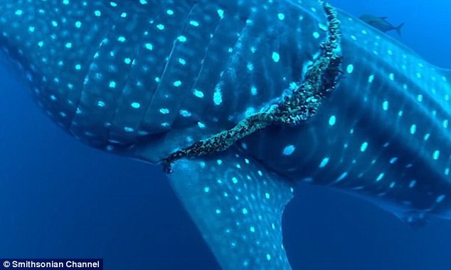 equipo de buzos encuentran un tiburon ballena atrapado en una cuerda de pesca mal descartada y sorprendentemente el animal coopera para su liberacion divers find and rescue whale shark tangled fishing line 