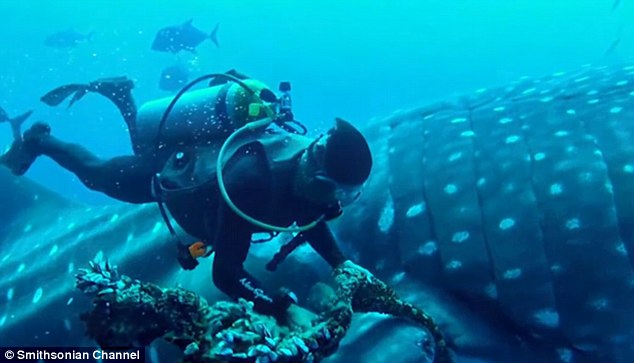 equipo de buzos encuentran un tiburon ballena atrapado en una cuerda de pesca mal descartada y sorprendentemente el animal coopera para su liberacion divers find and rescue whale shark tangled fishing line 