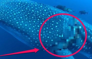 equipo de buzos encuentran un tiburon ballena atrapado en una cuerda de pesca mal descartada y sorprendentemente el animal coopera para su liberacion divers find and rescue whale shark tangled fishing line