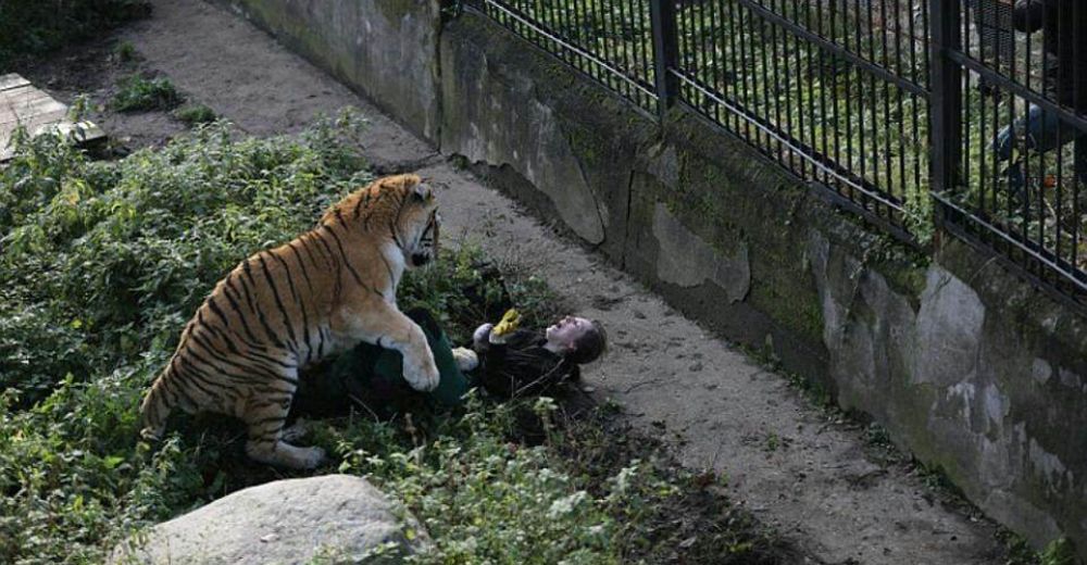 Aterrador momento en el que un tigre siberiano atacó a su cuidadora en un zoológico en Rusia