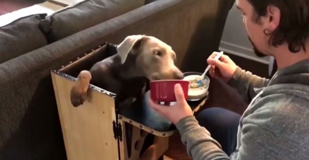 La perrita obligada a comer en una silla de bebés para siempre conmueve al mundo