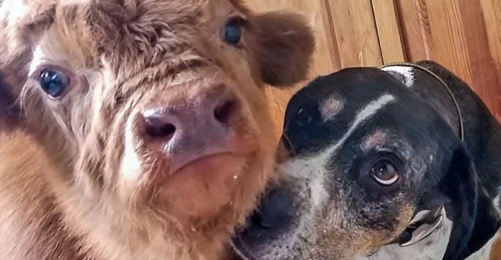 Conmovedor – Tras ser rechazado por su manada, un ternero es acogido por unos perritos