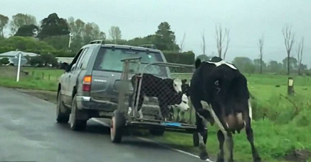 Desgarrador momento en el que una vaca persigue al camión que se lleva a sus crías Desgarrador momento en el que una vaca persigue al camión que se lleva a sus crías
