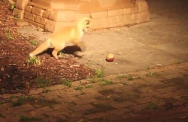 zorros bebe juegan pelota tenis camara oculta naturaleza salvaje tiernos cachorros caught baby fox pup play tennis ball