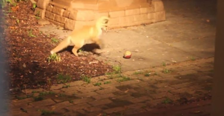 zorros bebe juegan pelota tenis camara oculta naturaleza salvaje tiernos cachorros caught baby fox pup play tennis ball