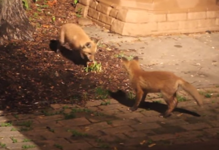 zorros bebe juegan pelota tenis camara oculta naturaleza salvaje tiernos cachorros caught baby fox pup play tennis ball