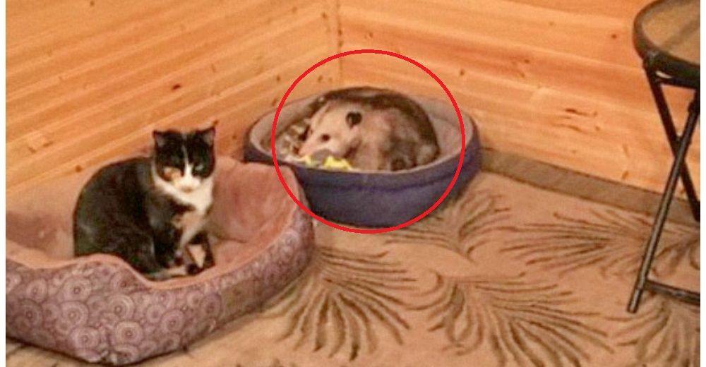 Una abuela creyó que acogía un nuevo gato, hasta que se dio cuenta que era muy diferente