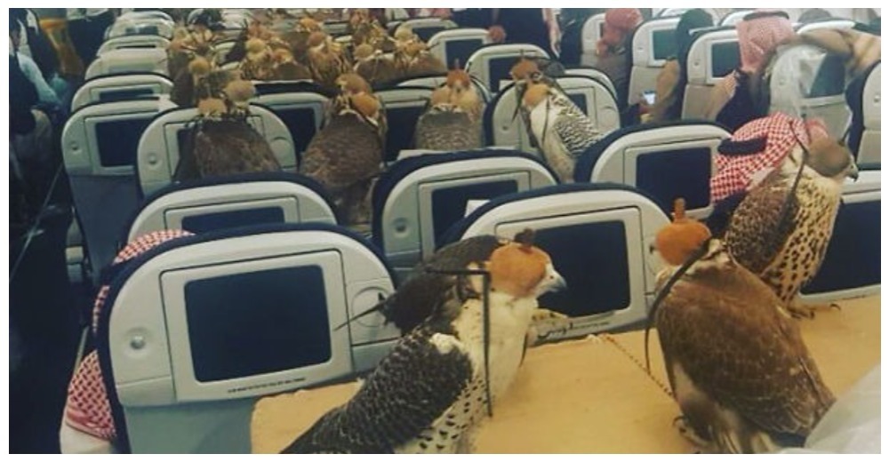 Estos son los mejores pasajeros que toda aerolínea quisiera transportar en sus vuelos