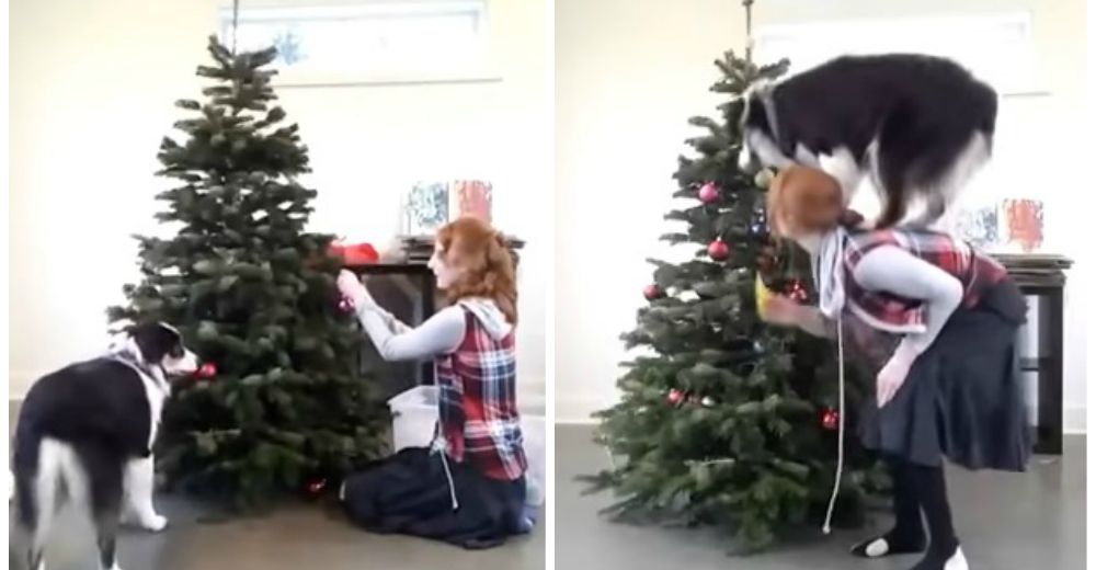 Un perrito amante de la Navidad roba el corazón en la red por su especial don Un perrito amante de la Navidad roba el corazón en la red por su especial don
