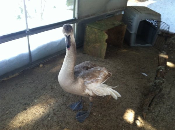 alimentar a las aves silvestres con pan blanco las esta matando esta es la razon ala de angel deformidad genetica