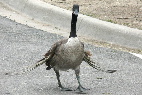 alimentar a las aves silvestres con pan blanco las esta matando esta es la razon ala de angel deformidad genetica