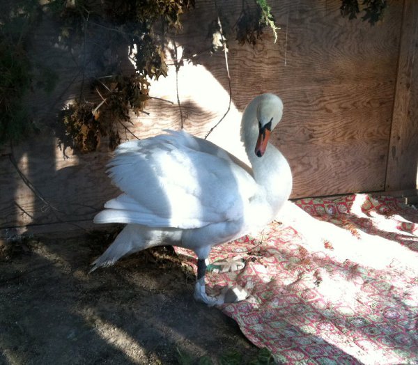 alimentar a las aves silvestres con pan blanco las esta matando esta es la razon ala de angel deformidad genetica