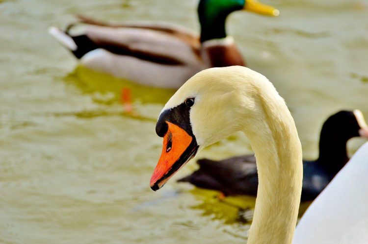 alimentar a las aves silvestres con pan blanco las esta matando esta es la razon ala de angel deformidad genetica