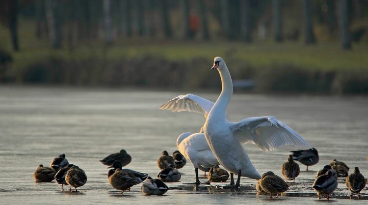 alimentar a las aves silvestres con pan blanco las esta matando esta es la razon ala de angel deformidad genetica