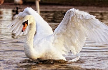 alimentar a las aves silvestres con pan blanco las esta matando esta es la razon ala de angel deformidad genetica