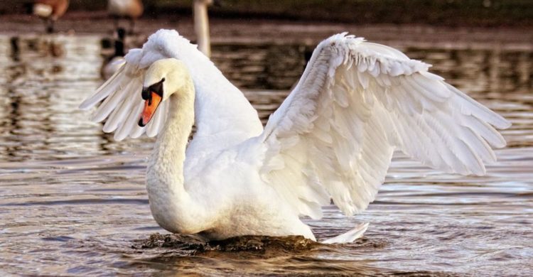 alimentar a las aves silvestres con pan blanco las esta matando esta es la razon ala de angel deformidad genetica