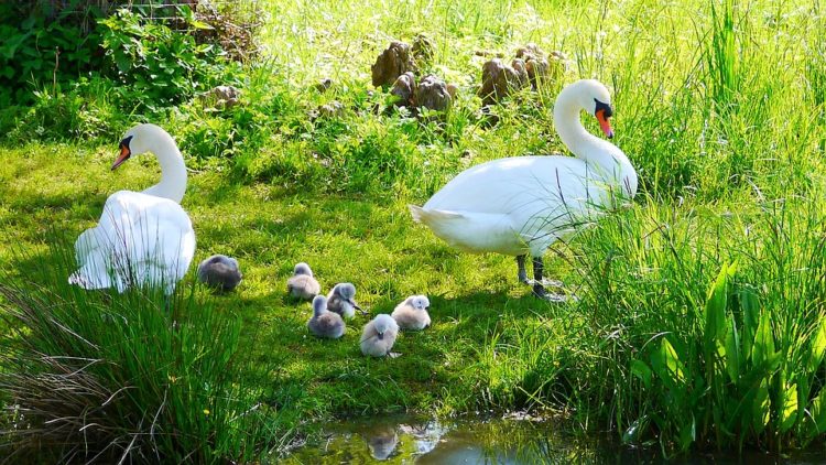 alimentar a las aves silvestres con pan blanco las esta matando esta es la razon ala de angel deformidad genetica