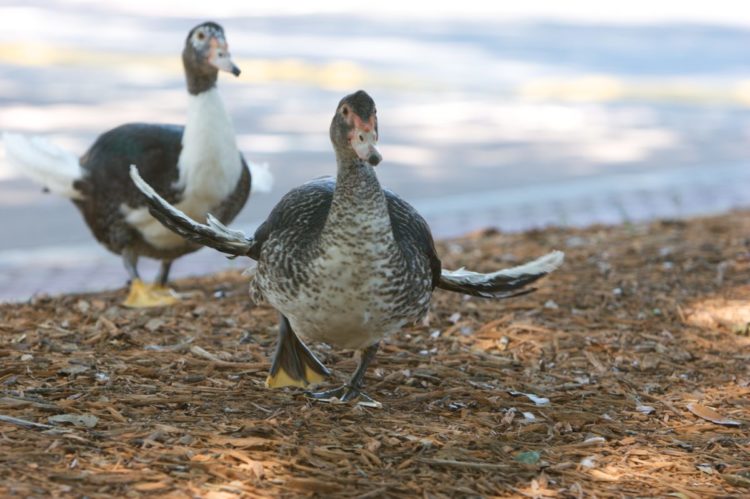 alimentar a las aves silvestres con pan blanco las esta matando esta es la razon ala de angel deformidad genetica