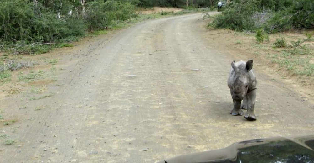 Al ataque… este bebé rinoceronte quiere causar terror – El problema es que se ve muy tierno