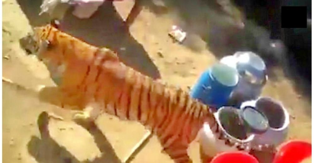 INSÓLITO – Un tigre salvaje causa terror al irrumpir abruptamente en plena boda