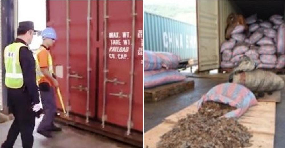 En China confiscaron un contenedor que supuso el peor caso de contrabando y explotación animal