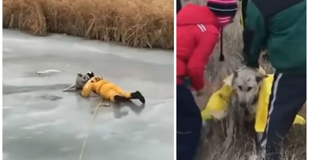 Increíble hazaña de un bombero para rescatar a un perro en un río congelado de Canadá