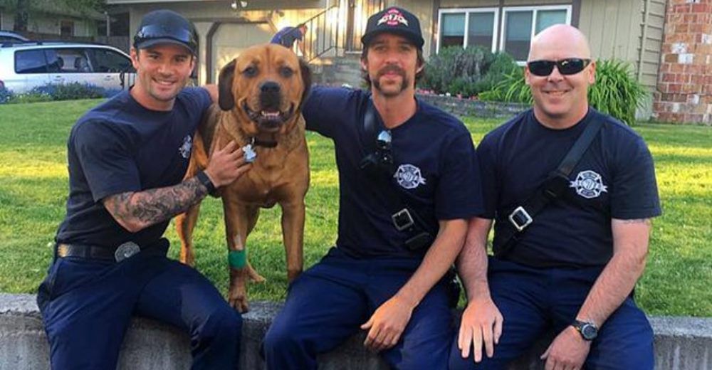 Unos bomberos agotan sus fuerzas por resucitar al único afectado en un incendio: un perro Unos bomberos agotan sus fuerzas por resucitar al único afectado en un incendio: un perro