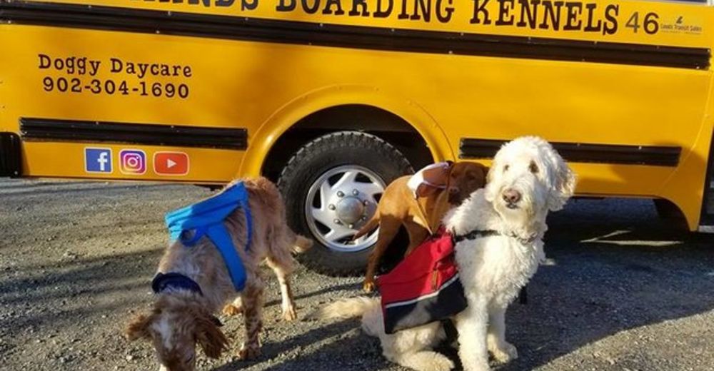 Un autobús escolar recoge cada mañana a un grupo de «alumnos» muy adorable