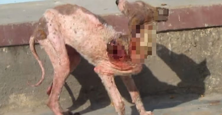 hermoso rescate animal aid unlimited cachorro con sarna unica oportunidad horribles impactantes imágenes mikki