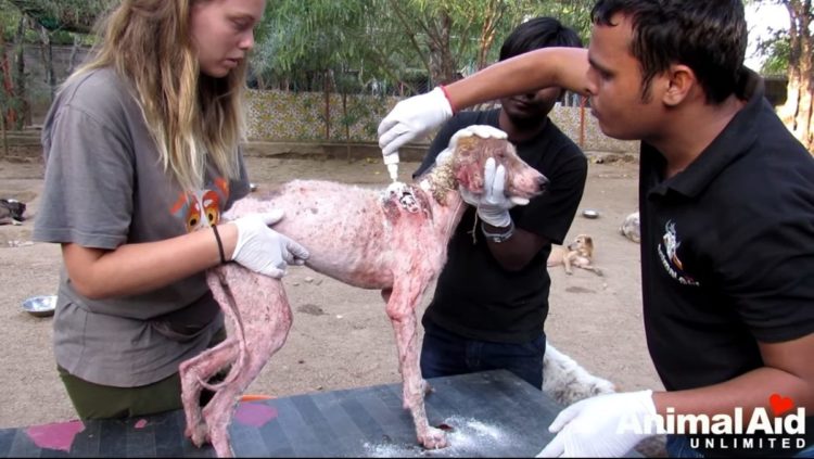 hermoso rescate animal aid unlimited cachorro con sarna unica oportunidad horribles impactantes imágenes mikki 