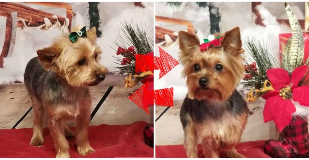 Una insólita confusión en una peluquería canina ocasionó serias dudas en esta dueña Una insólita confusión en una peluquería canina ocasionó serias dudas en esta dueña