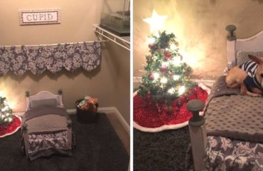Una mujer sorprende a su perro con un pequeño árbol de navidad sólo para él, Betsy Redfern, Cupid Mississippi christmas tree miniature dog