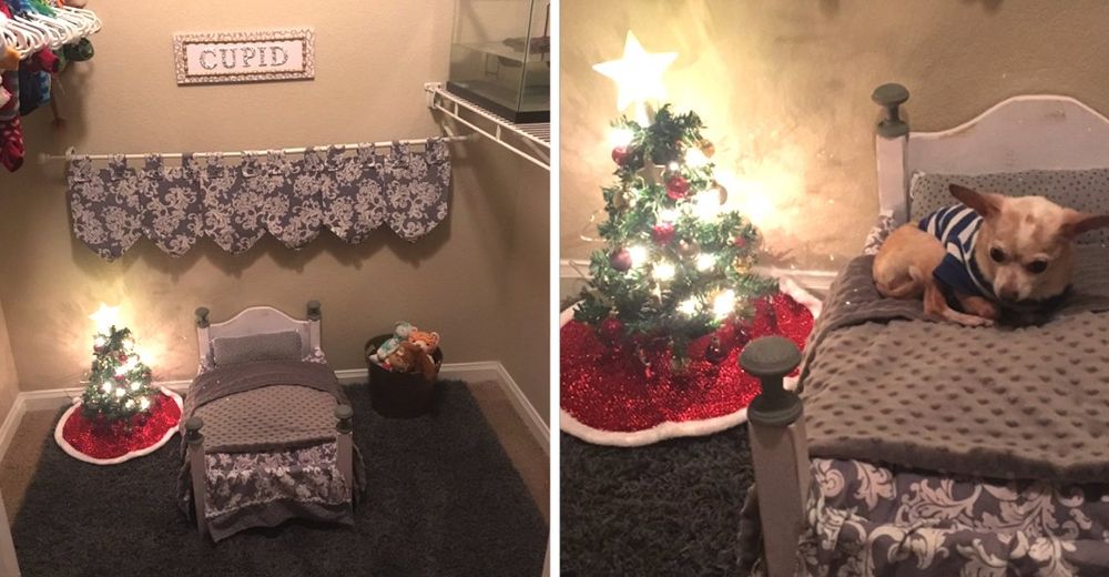 Esta chica amante de su chihuahua lo sorprende con su propio árbol de navidad en miniatura Esta chica amante de su chihuahua lo sorprende con su propio árbol de navidad en miniatura