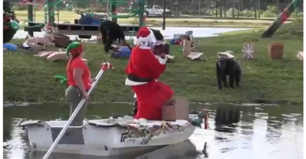 Santa «zoorprende» con maravillosos regalos a los chimpancés de esta reserva