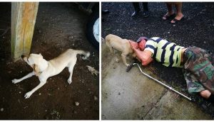 Una perrita corre en medio del tráfico arriesgando su vida, rogaba por ayuda para su dueño