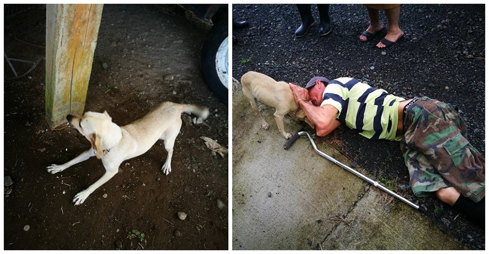 Una perrita corre en medio del tráfico arriesgando su vida, rogaba por ayuda para su dueño