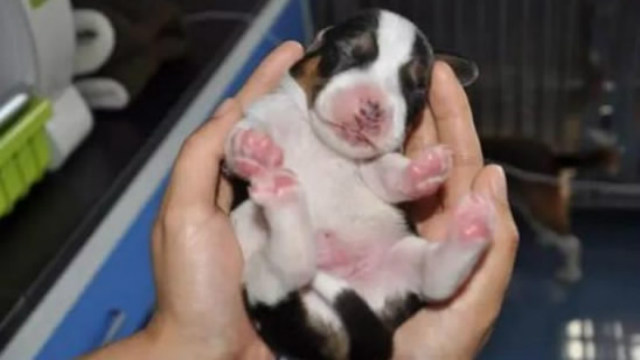  clones de cachorros podria ser una posibilidad compañia sinogene trabajan 1er clon beagle longlong dog puppy pet 