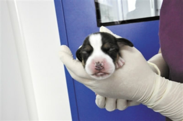  clones de cachorros podria ser una posibilidad compañia sinogene trabajan 1er clon beagle longlong dog puppy pet 