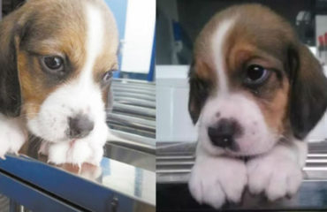 clones de cachorros podria ser una posibilidad compañia sinogene trabajan 1er clon beagle longlong dog puppy pet