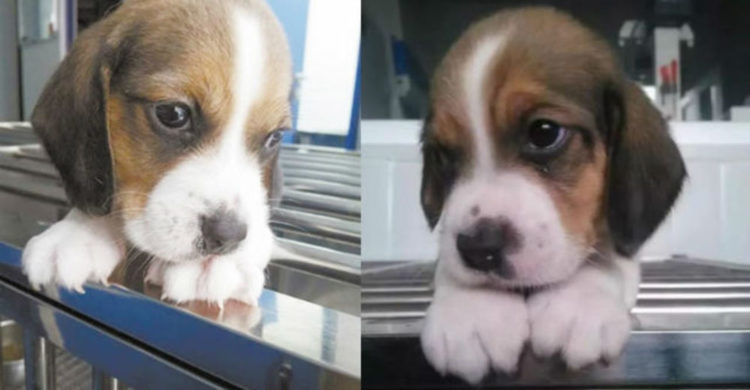 clones de cachorros podria ser una posibilidad compañia sinogene trabajan 1er clon beagle longlong dog puppy pet