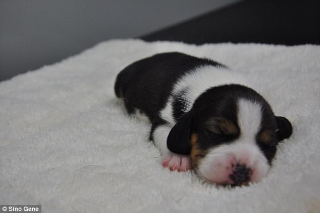  clones de cachorros podria ser una posibilidad compañia sinogene trabajan 1er clon beagle longlong dog puppy pet 