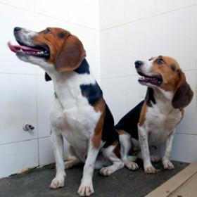  clones de cachorros podria ser una posibilidad compañia sinogene trabajan 1er clon beagle longlong dog puppy pet 