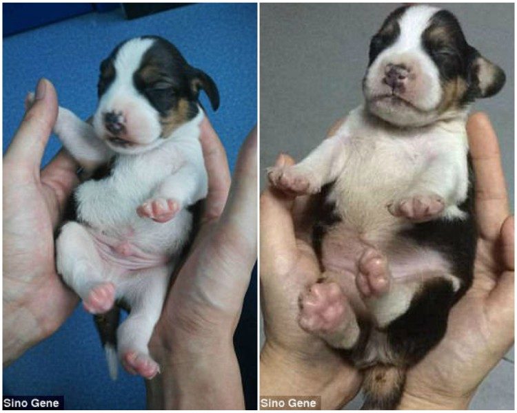  clones de cachorros podria ser una posibilidad compañia sinogene trabajan 1er clon beagle longlong dog puppy pet 