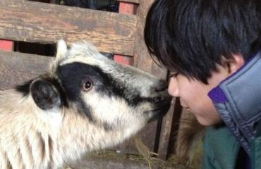 comprobado mostrar compasion por los animales mejora tu salud beneficios empatia voluntariado