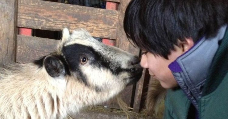 comprobado mostrar compasion por los animales mejora tu salud beneficios empatia voluntariado