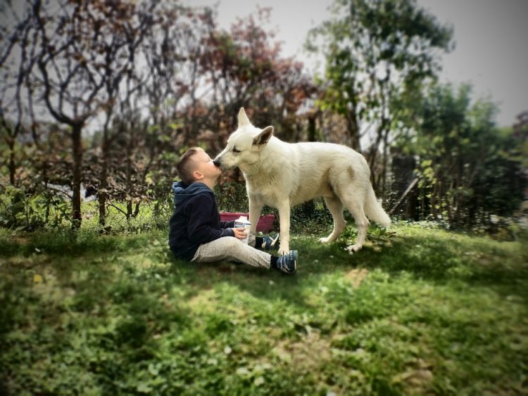 comprobado mostrar compasion por los animales mejora tu salud beneficios empatia voluntariado