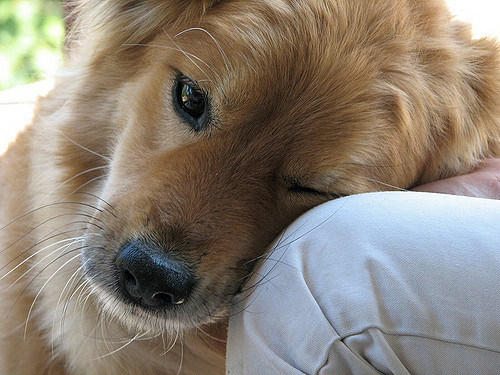 comprobado mostrar compasion por los animales mejora tu salud beneficios empatia voluntariado