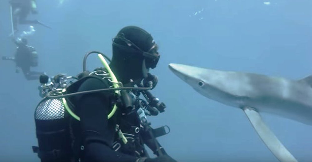 Zooorprendente reacción de un tiburón azul al encontrarse con la cara de este buzo Zooorprendente reacción de un tiburón azul al encontrarse con la cara de este buzo